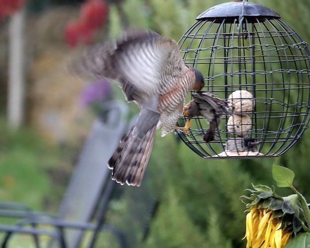 sparrowhawk catching